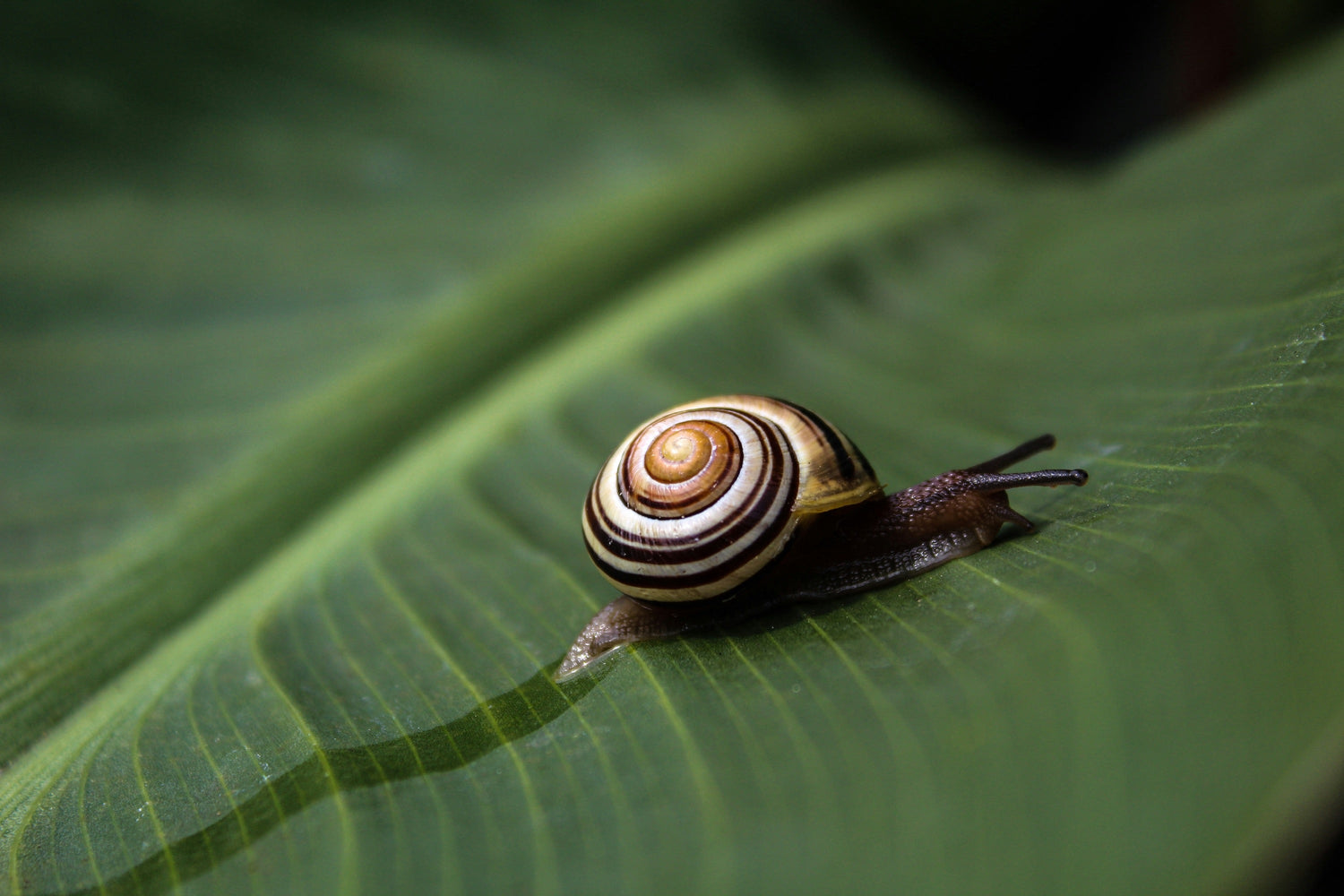 Scopri i benefici straordinari di Bio Snail nella tua routine quotidiana