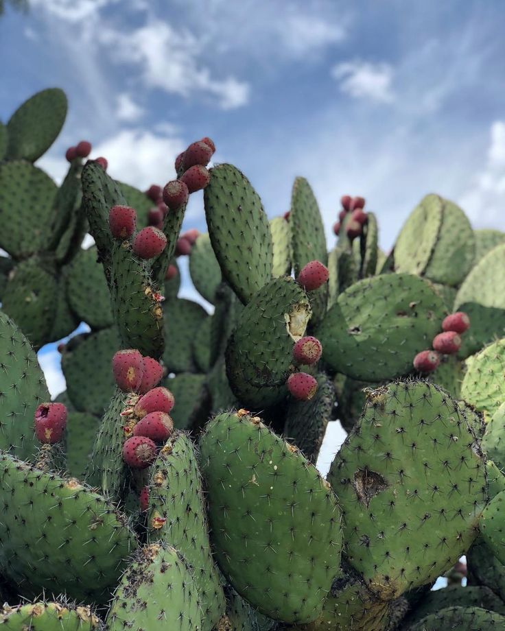 Olio di fico d’India: “ l’oro verde” che rigenera la pelle "